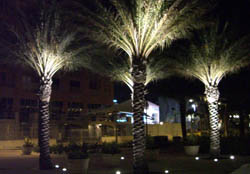 lighting palm trees